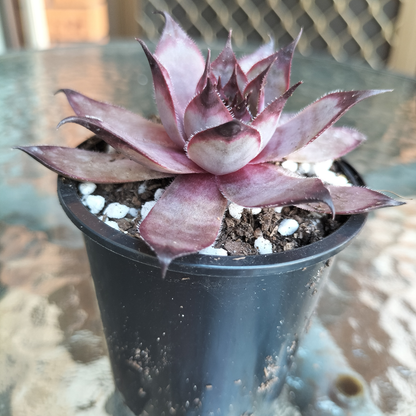 Sempervivum 'Grammens'