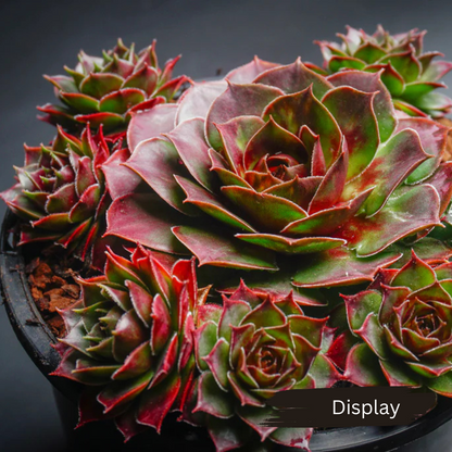 Sempervivum 'Granby'