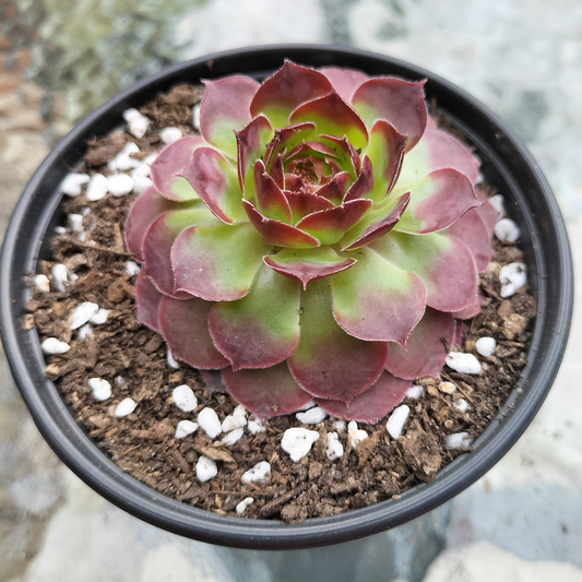 Sempervivum 'Granby'