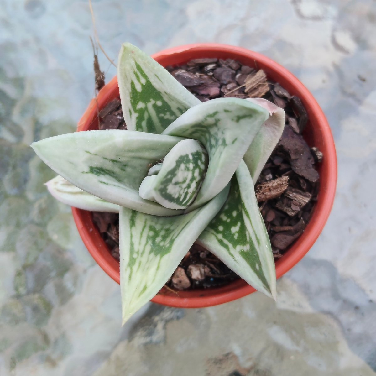 Gasteraloe 'Green Ice'