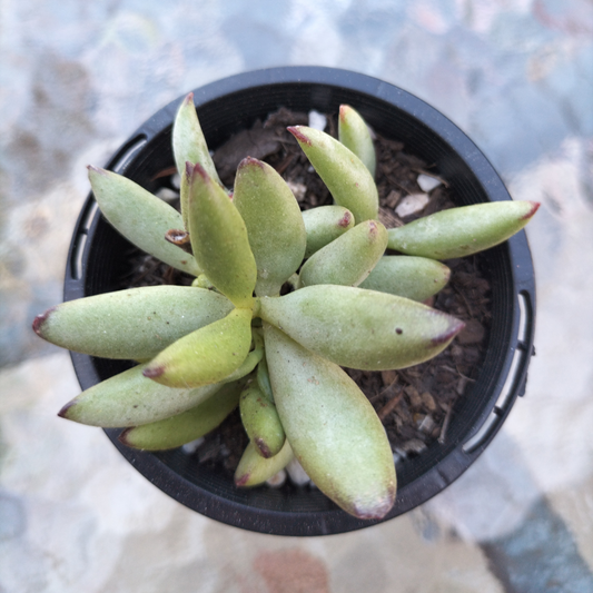 Cotyledon 'Green Peach'