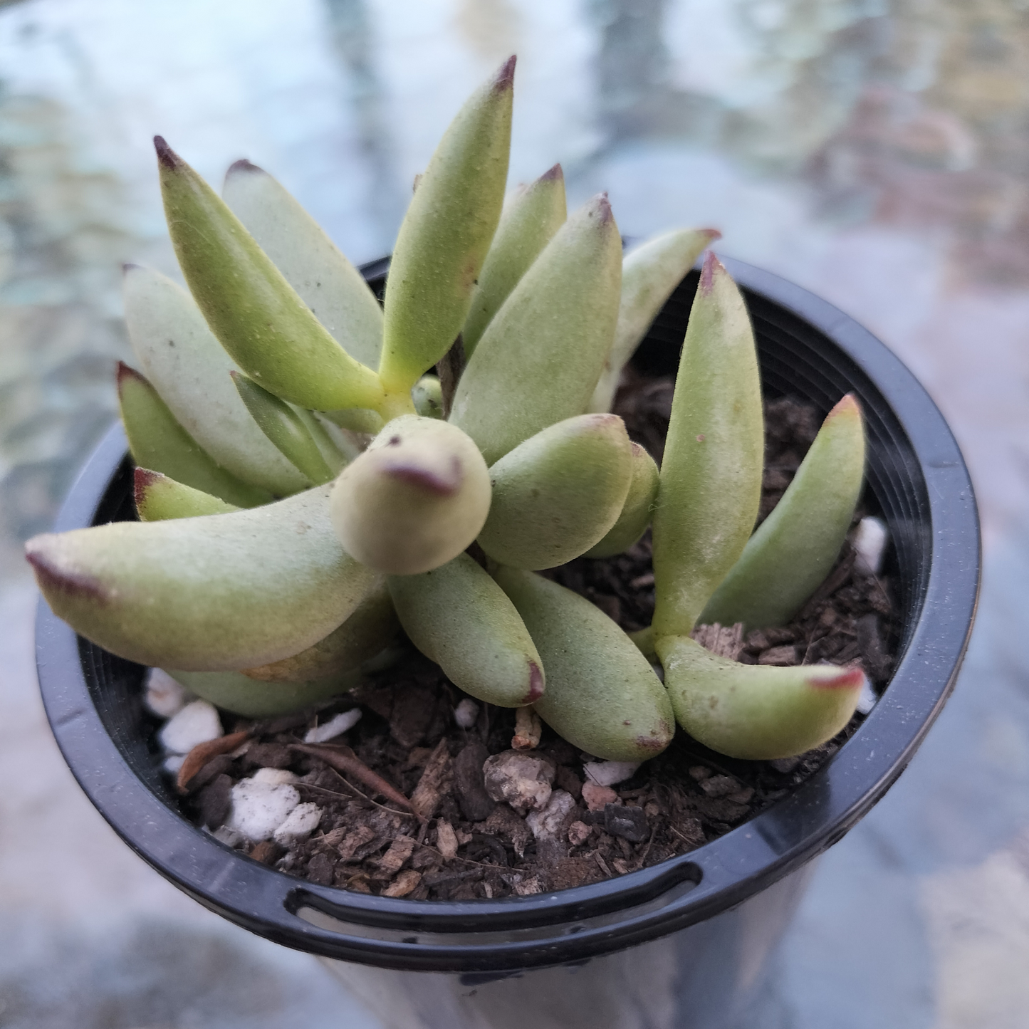 Cotyledon 'Green Peach'