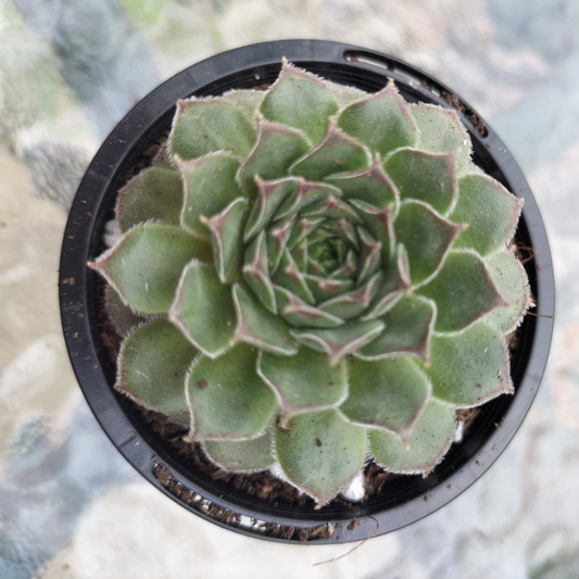 Sempervivum 'Greyolla'