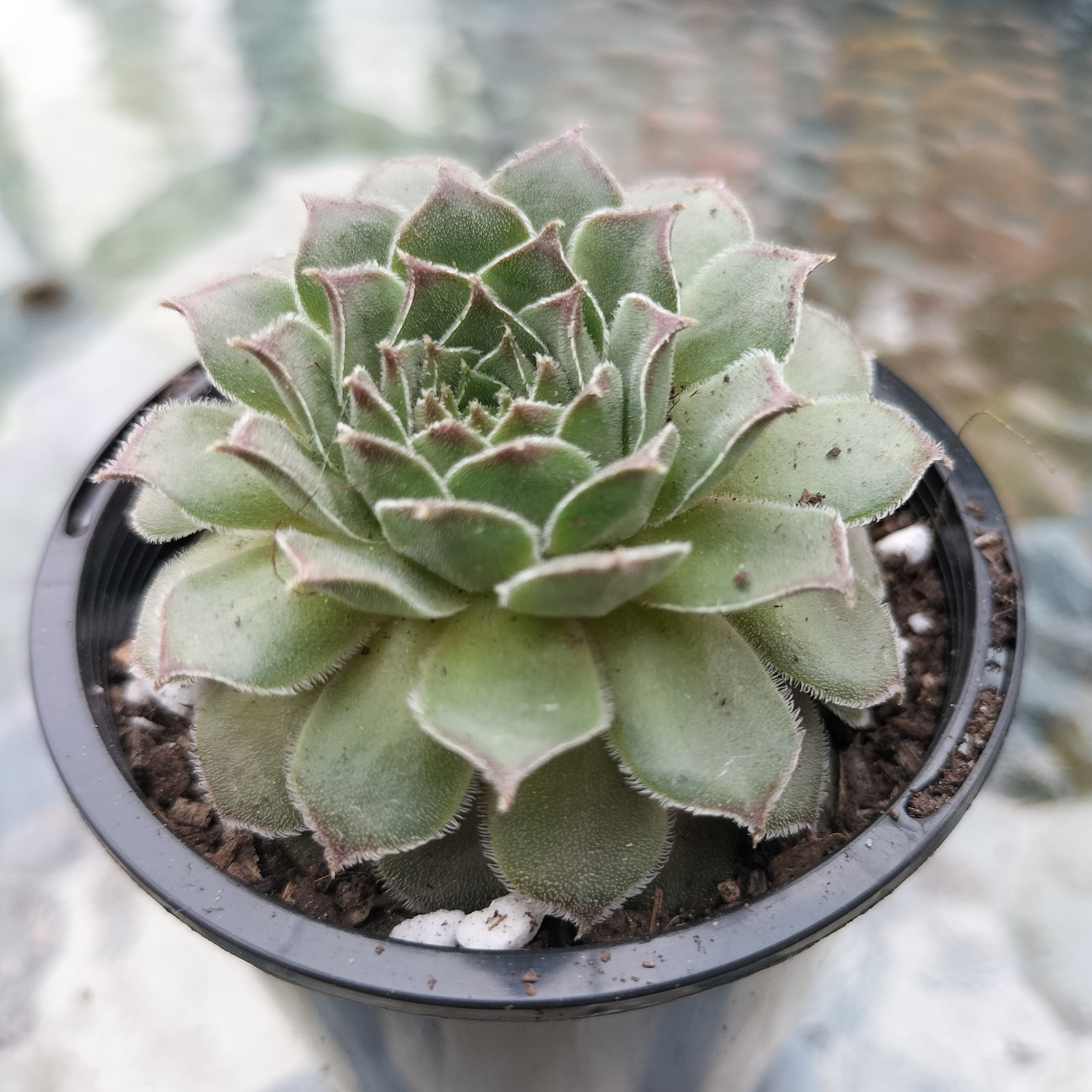 Sempervivum 'Greyolla'