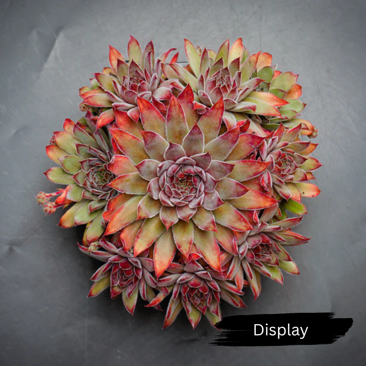 Sempervivum 'Greyolla'