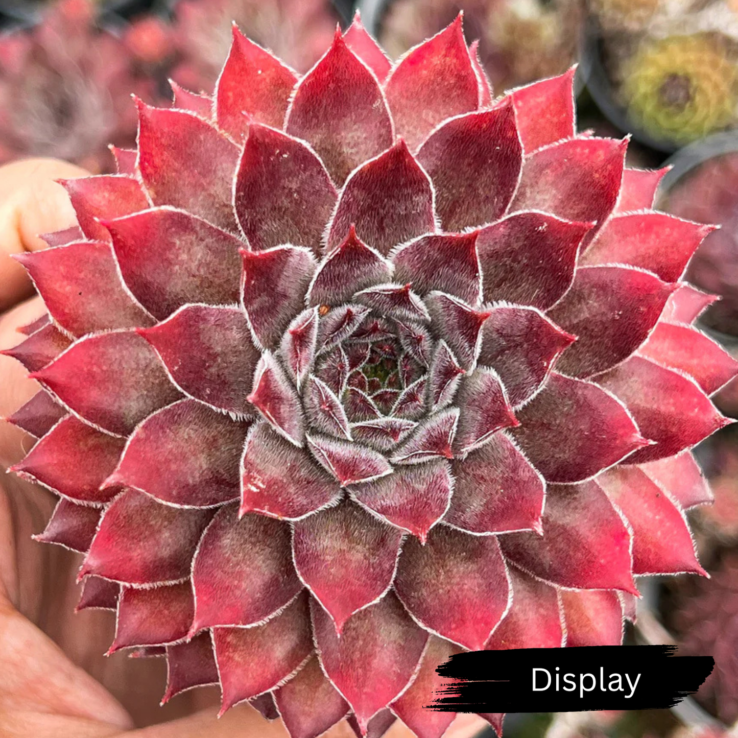 Sempervivum 'Greyolla'