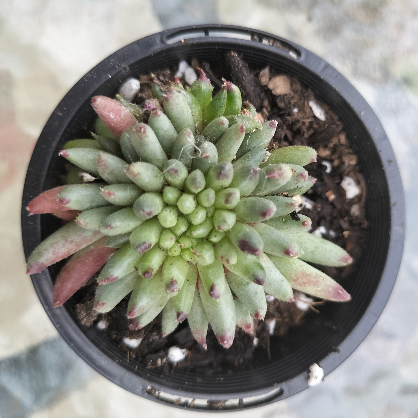 Sempervivum calcareum 'Grigg's Surprise' (XS)