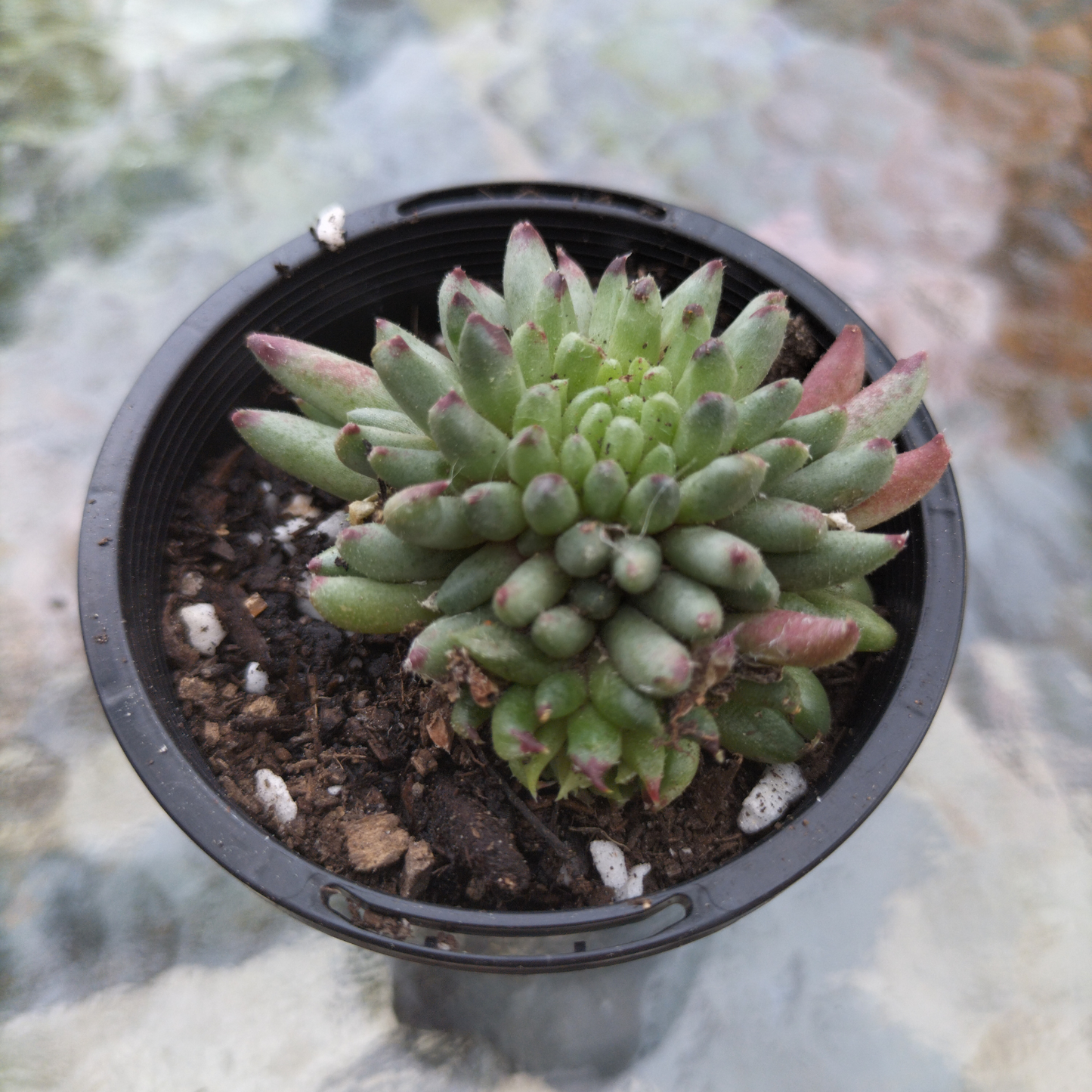 Sempervivum calcareum 'Grigg's Surprise' (XS)