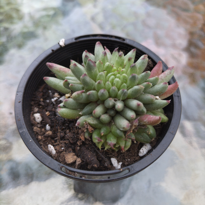 Sempervivum calcareum 'Grigg's Surprise' (XS)