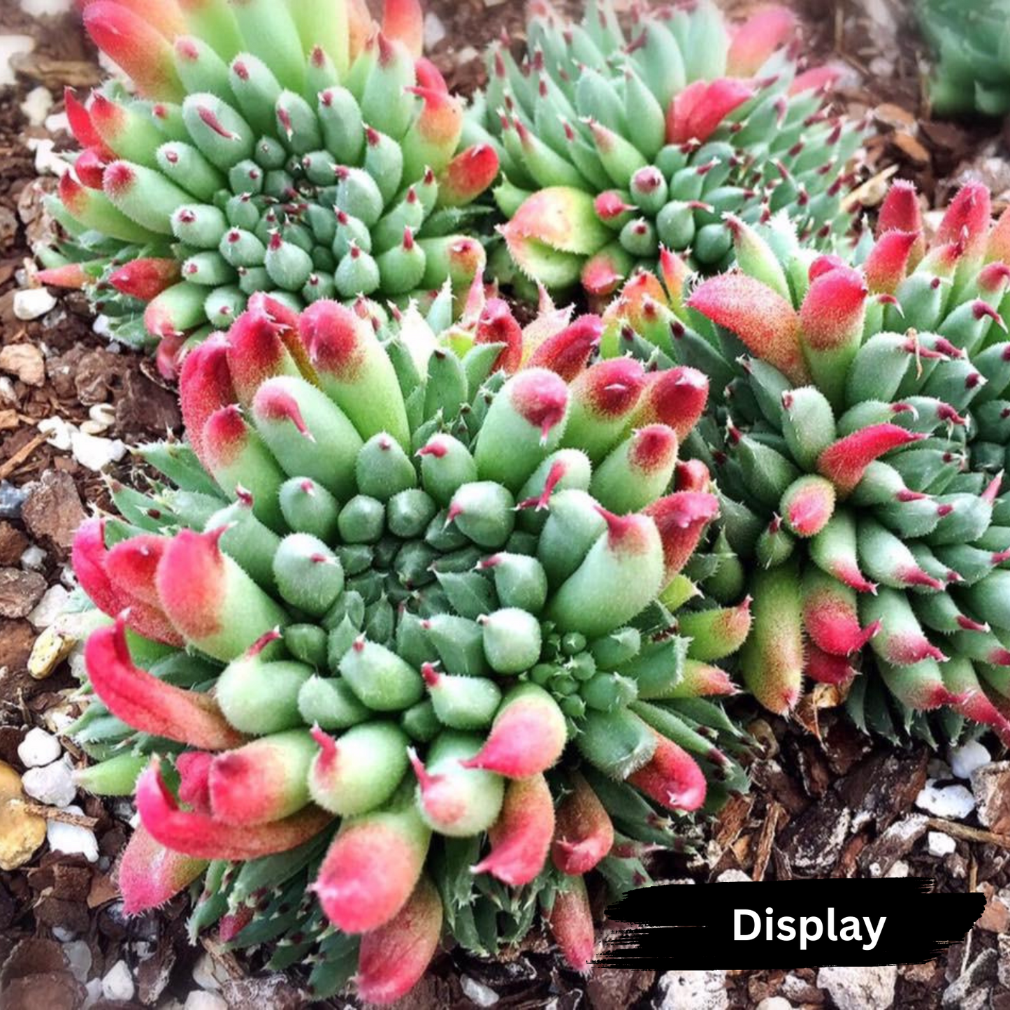 Sempervivum calcareum 'Grigg's Surprise' (XS)