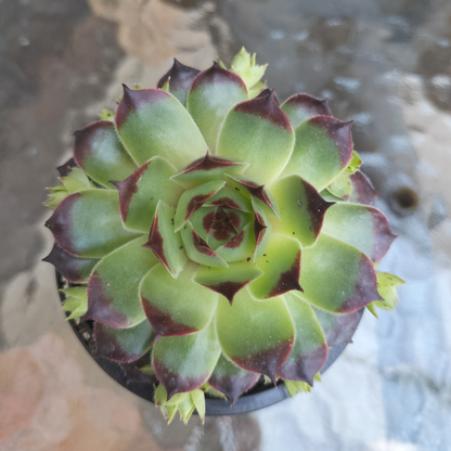 Sempervivum calcareum 'Guillaumes'