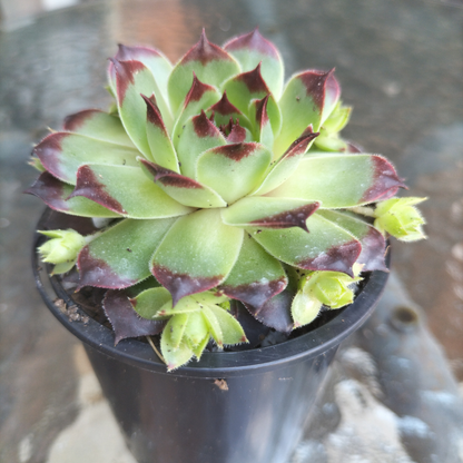 Sempervivum calcareum 'Guillaumes'