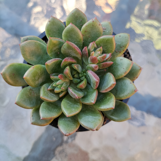 Echeveria Gusto