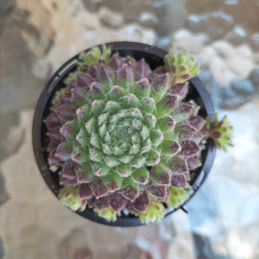Sempervivum 'Hairy Ball'