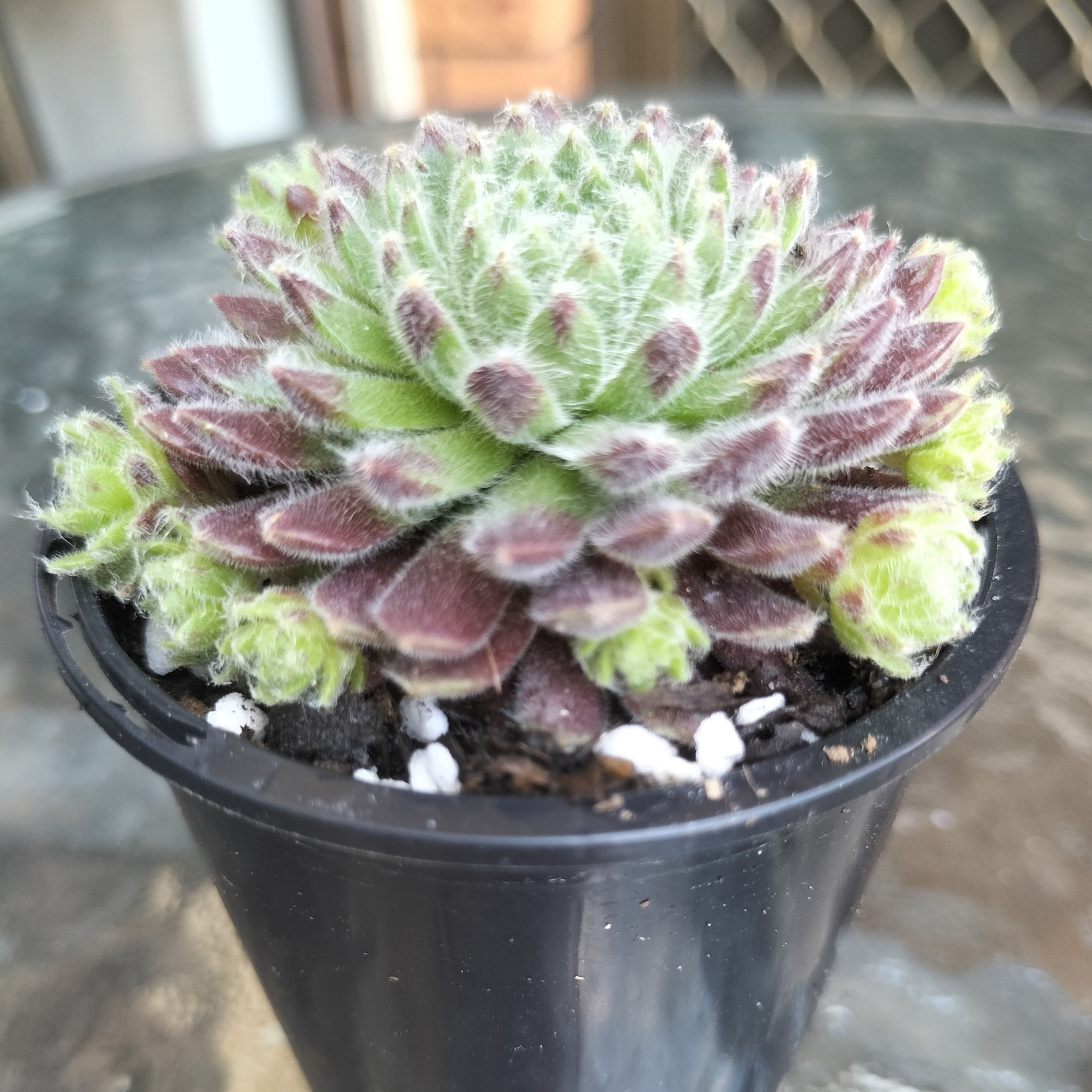 Sempervivum 'Hairy Ball'