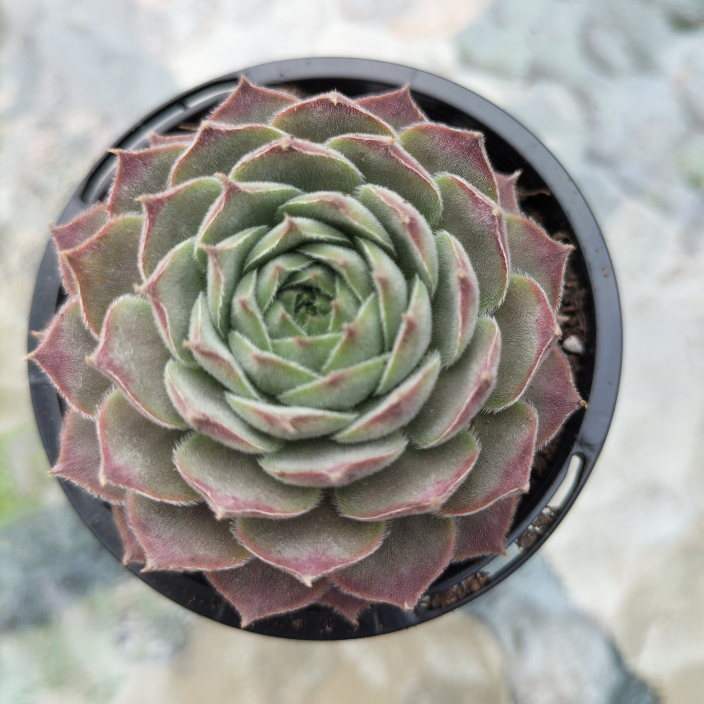 Sempervivum 'Hairy Grey'
