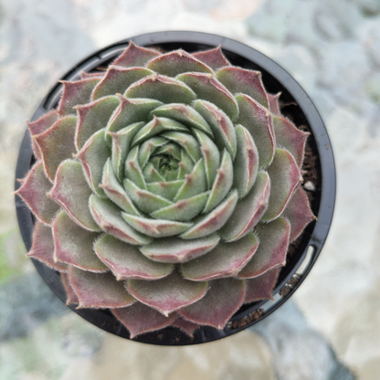 Sempervivum 'Hairy Grey'