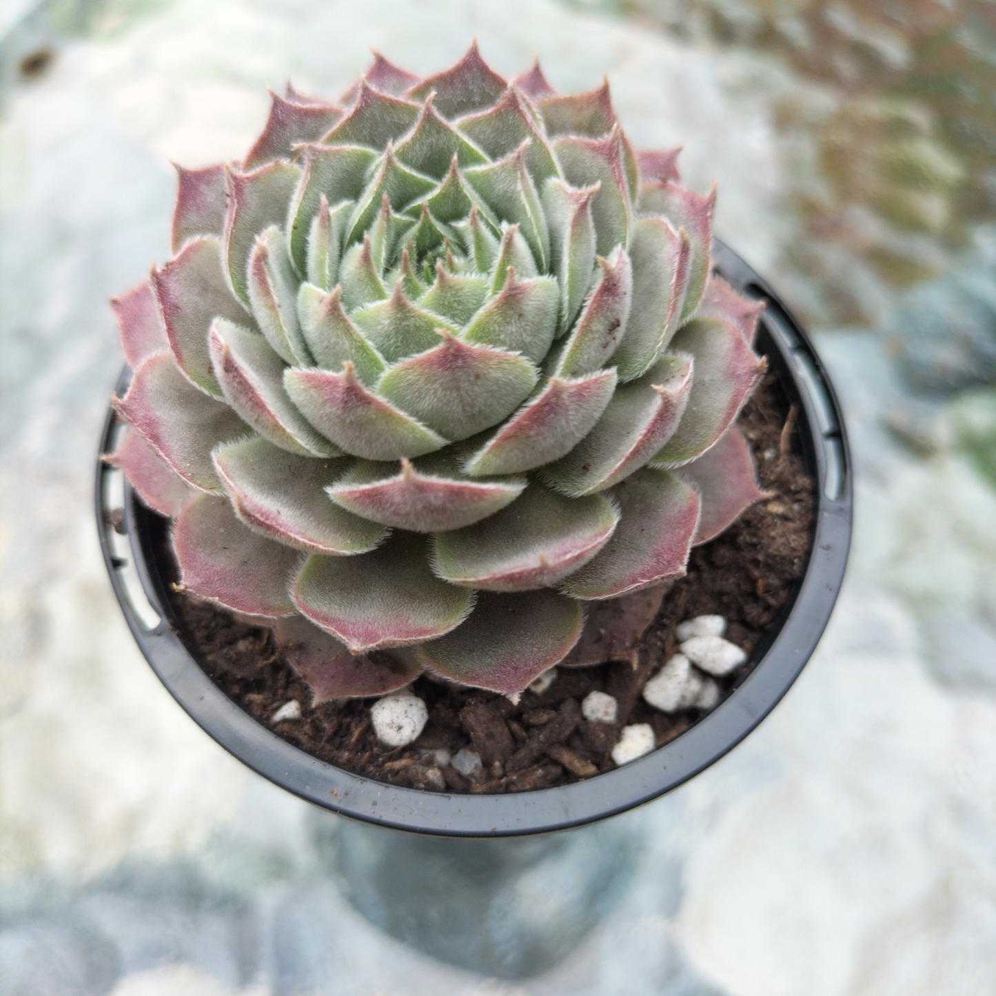 Sempervivum 'Hairy Grey'