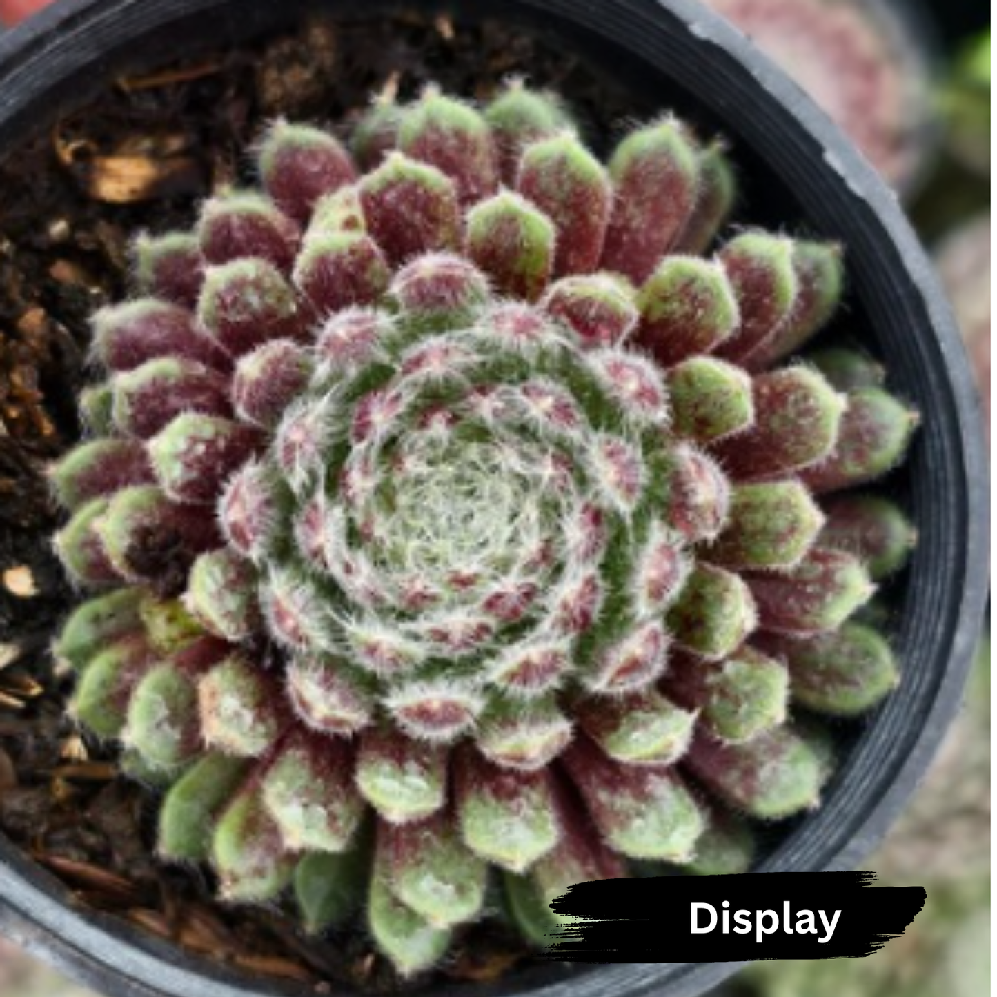 Sempervivum 'Hairy Ball'