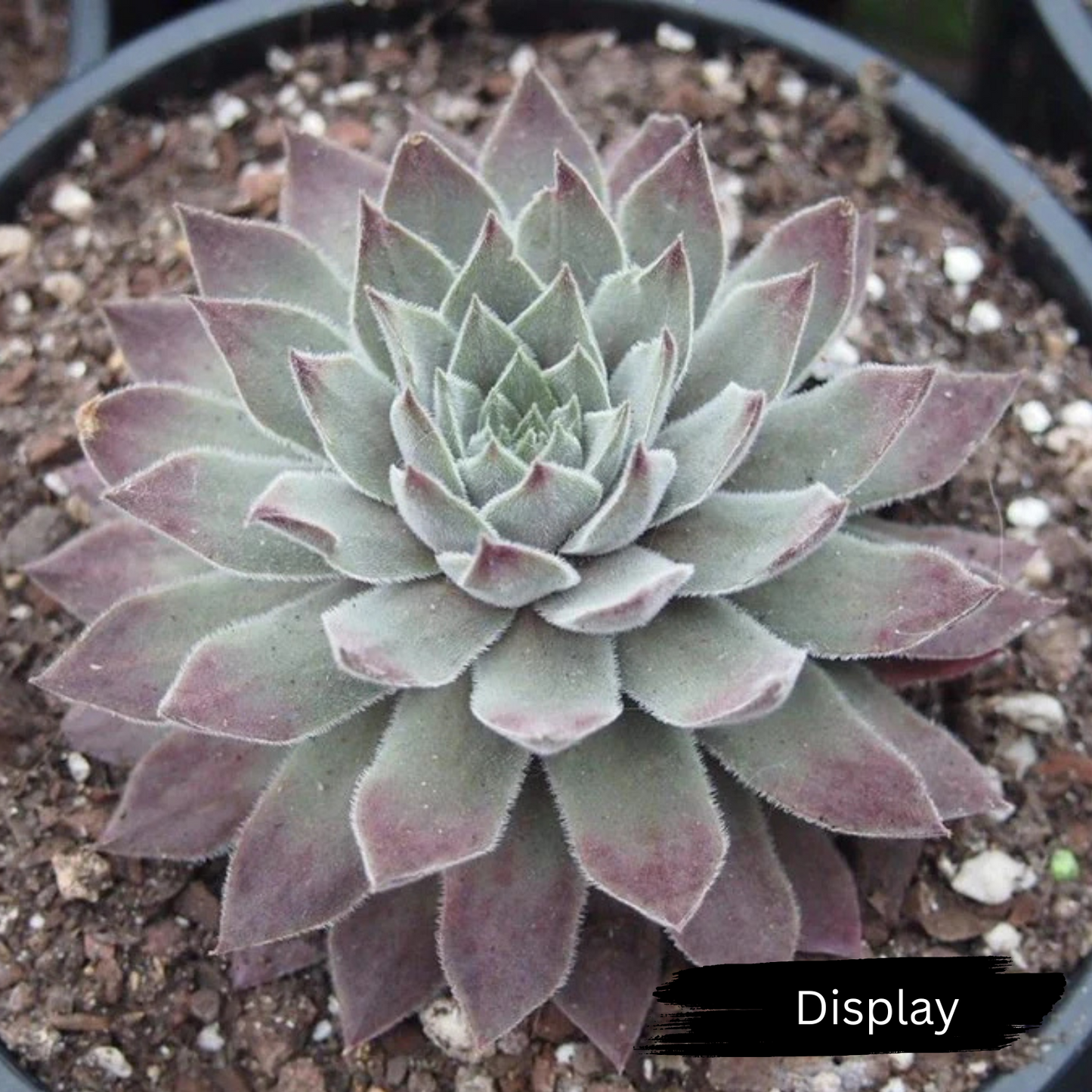 Sempervivum 'Hairy Grey'