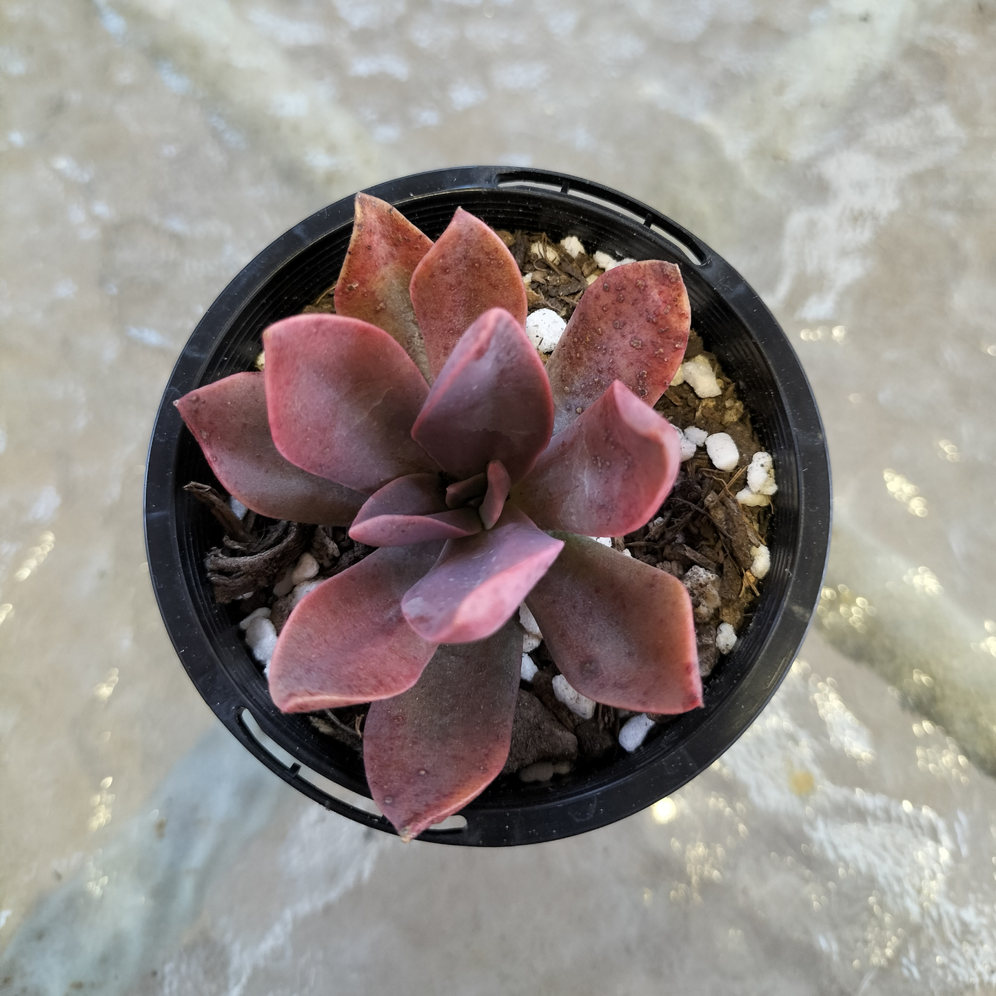 Echeveria 'Hanaikada'