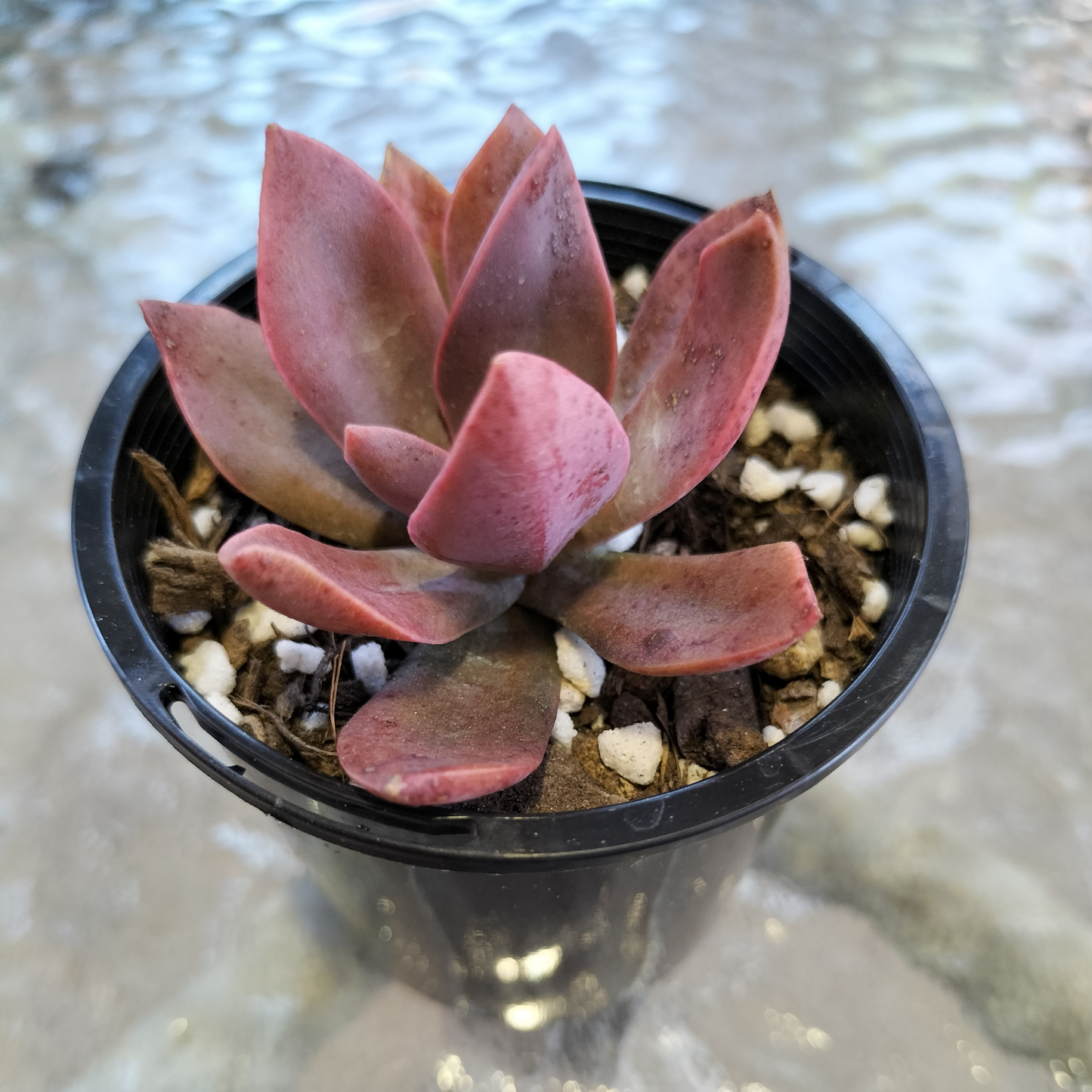 Echeveria 'Hanaikada'