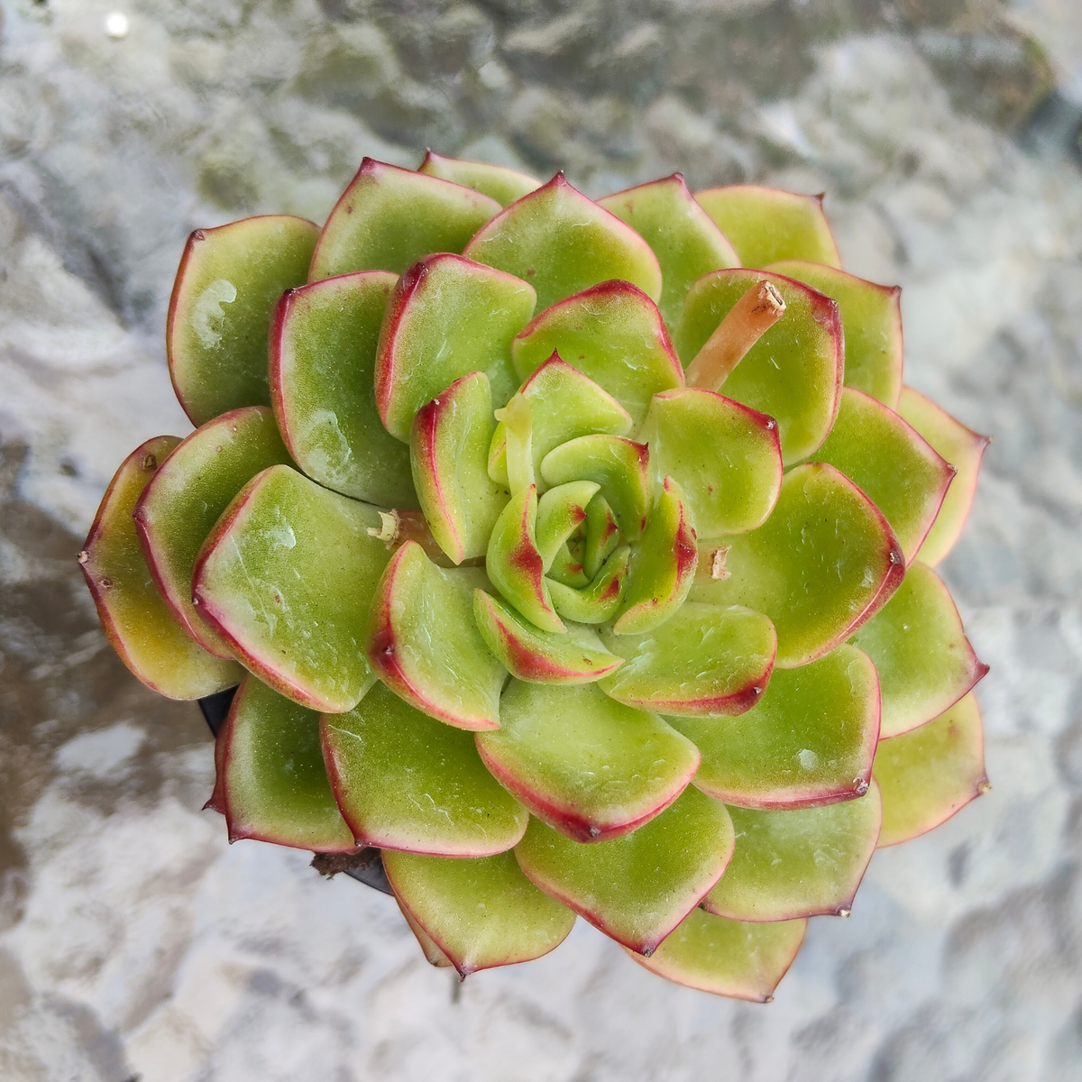 Echeveria Happy Green