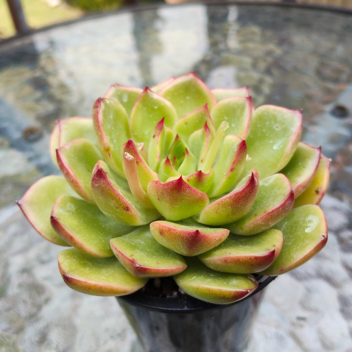 Echeveria Happy Green