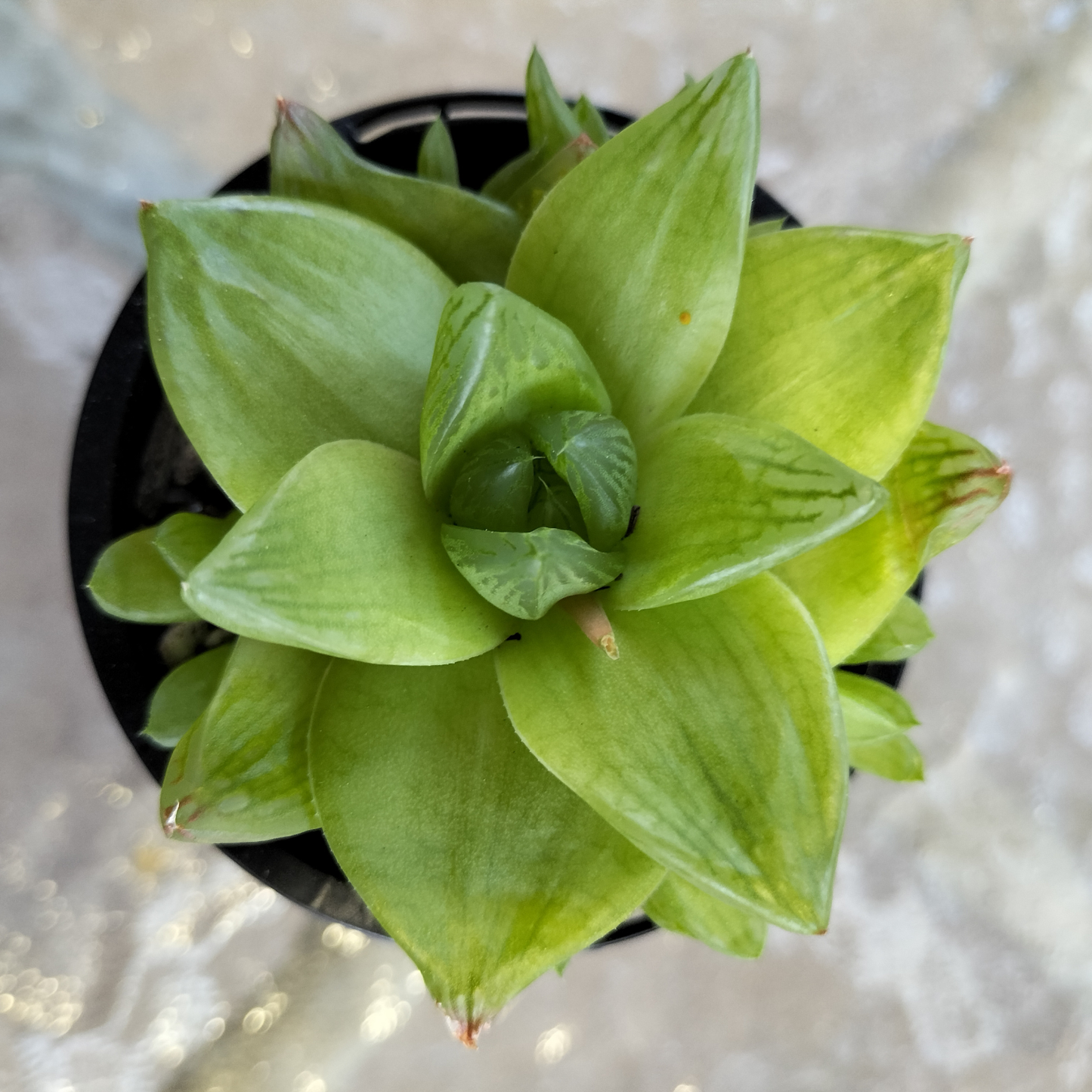 Haworthia cymbiformis