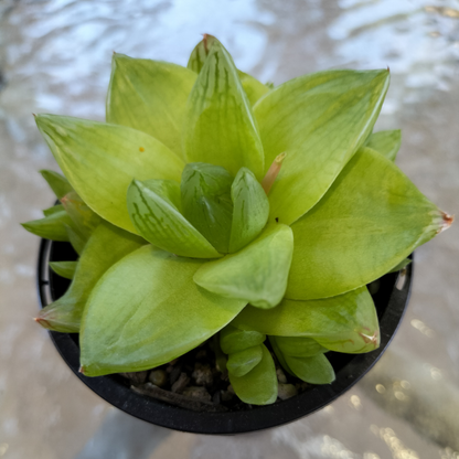 Haworthia cymbiformis