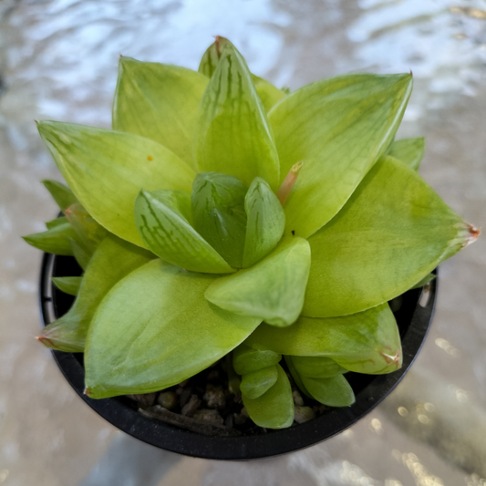 Haworthia cymbiformis