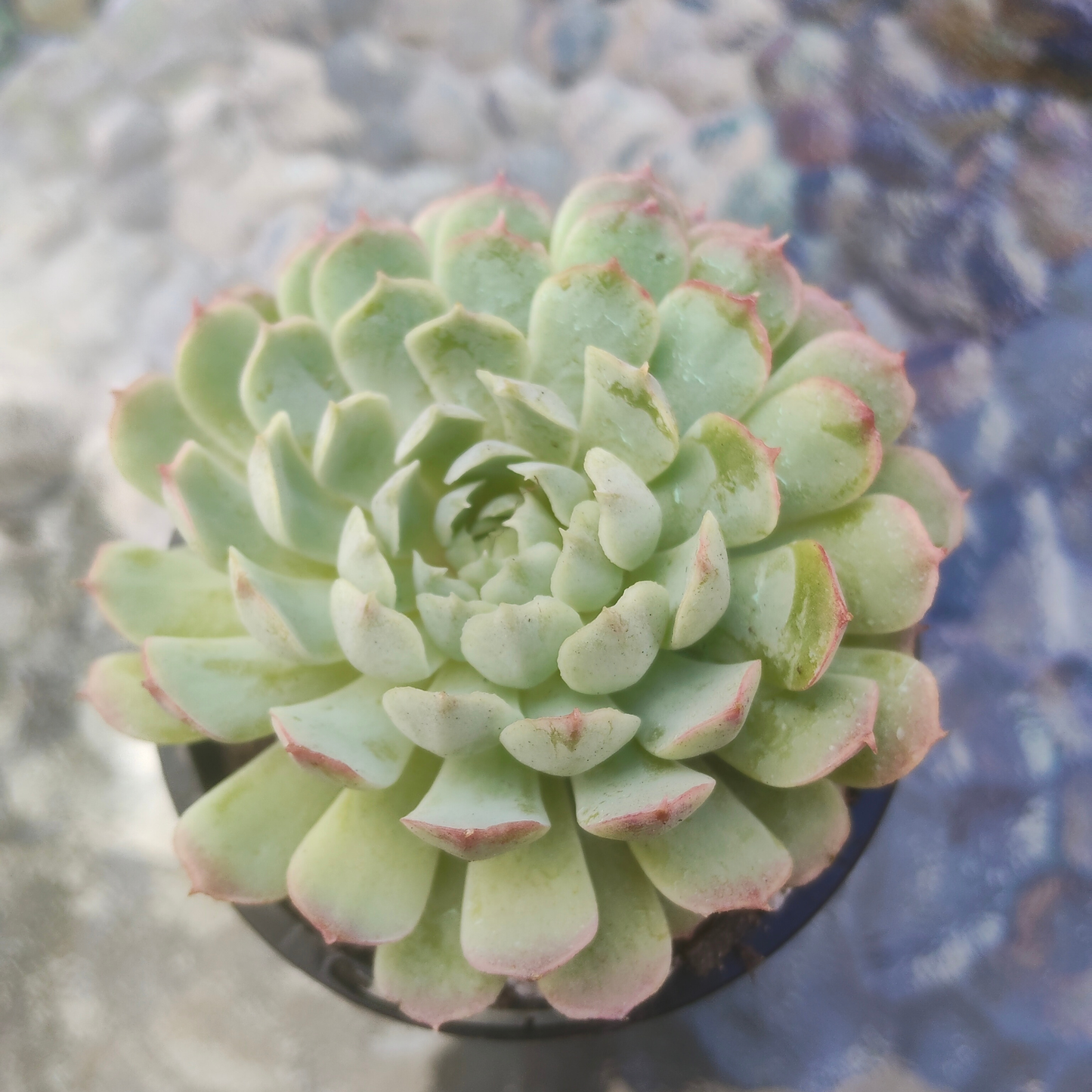 Echeveria 'Heart Throb' (CH)