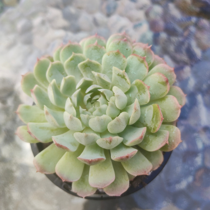Echeveria 'Heart Throb' (CH)