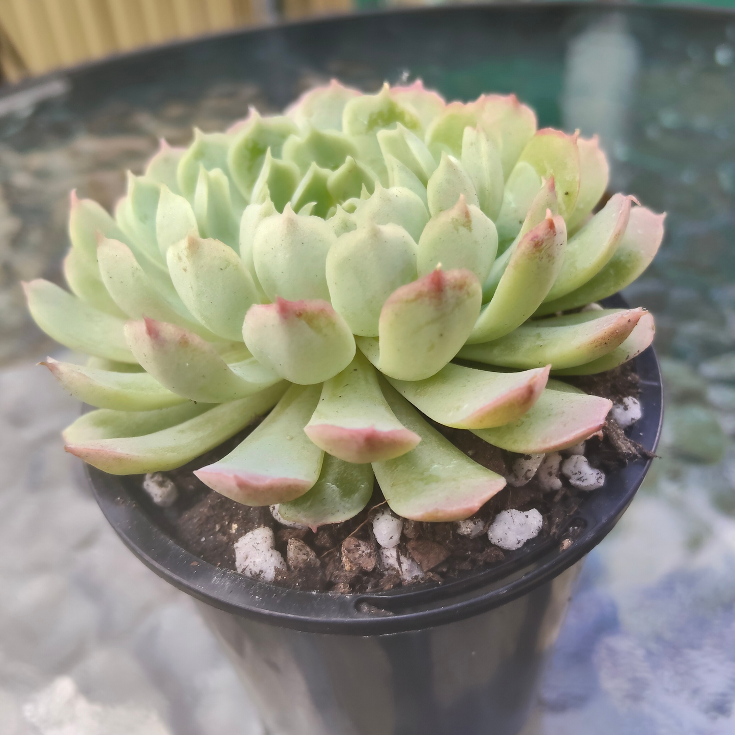 Echeveria 'Heart Throb' (CH)