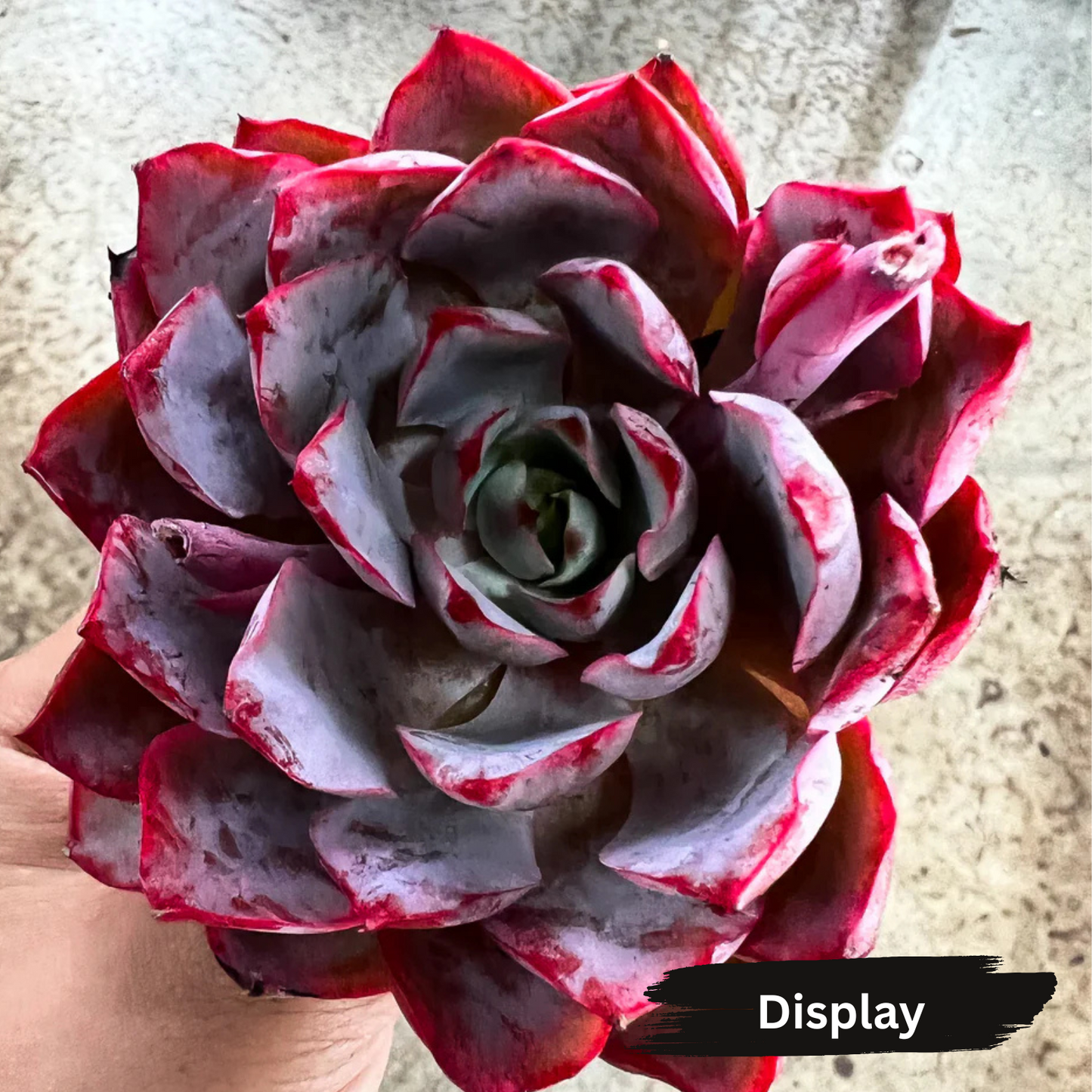 Echeveria 'Hera'