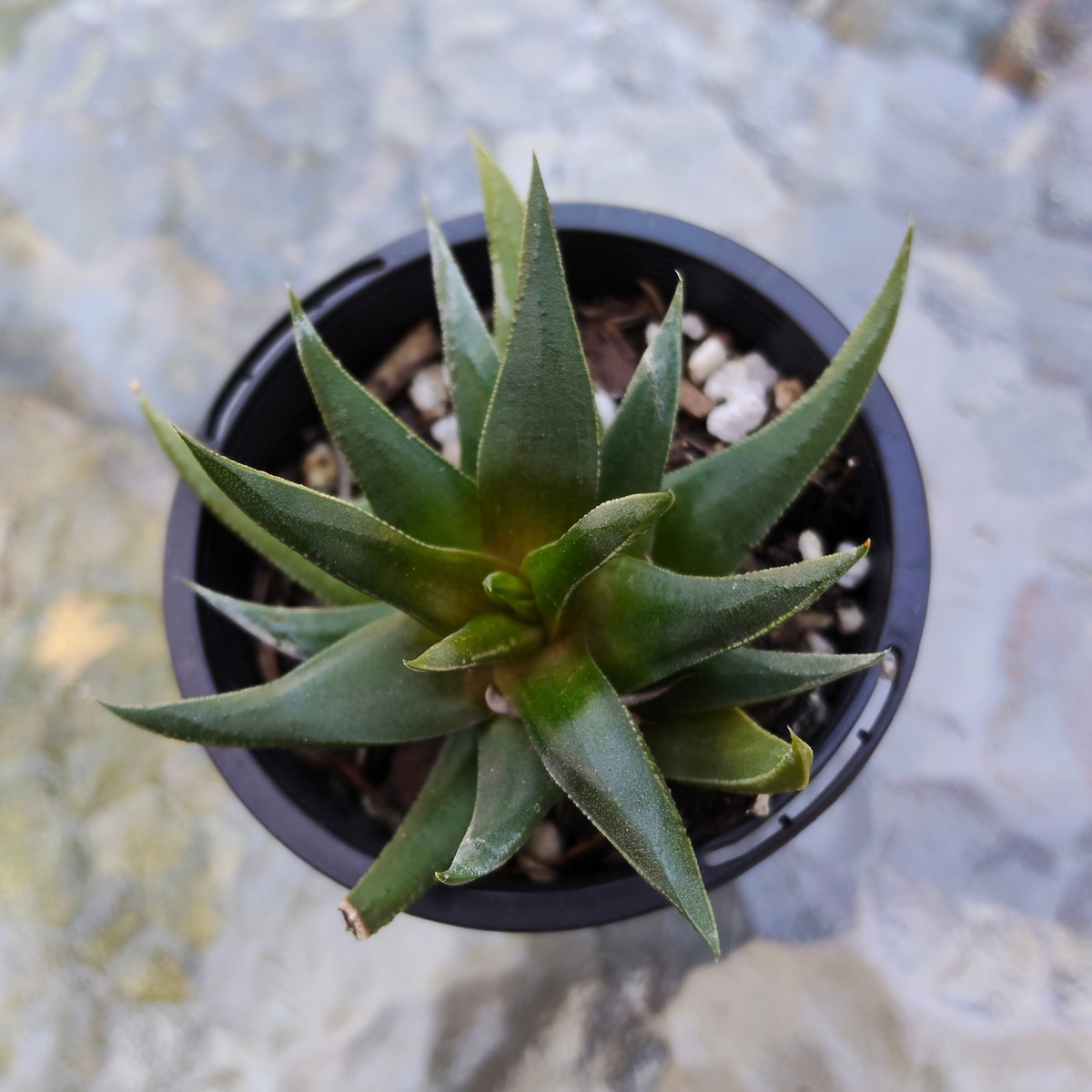 Haworthia herbacea
