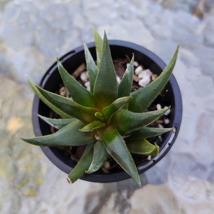 Haworthia herbacea