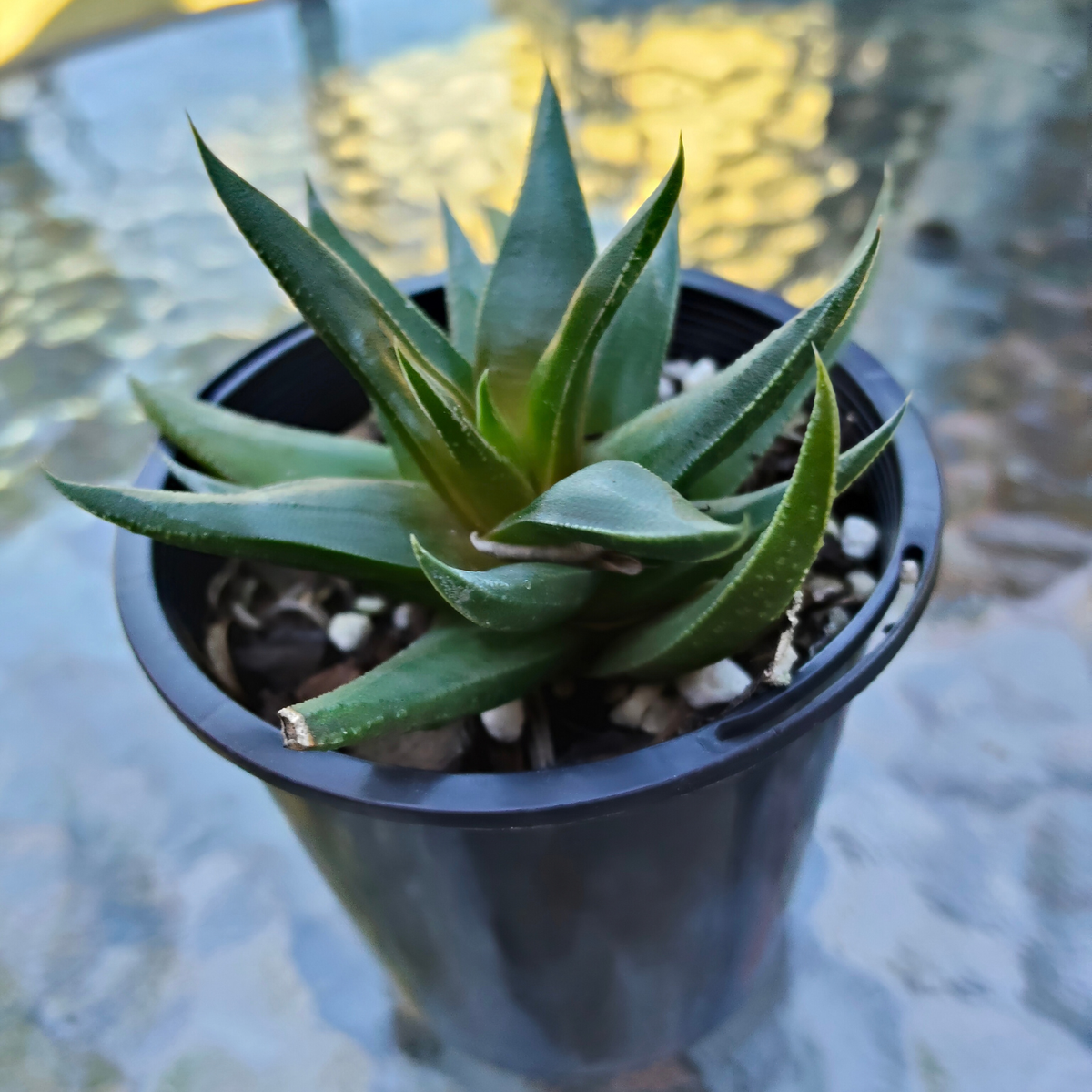 Haworthia herbacea
