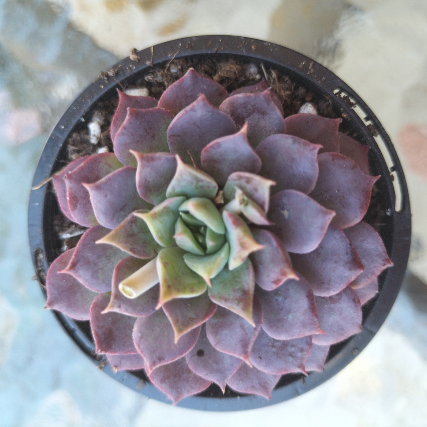 Echeveria 'Hermes'