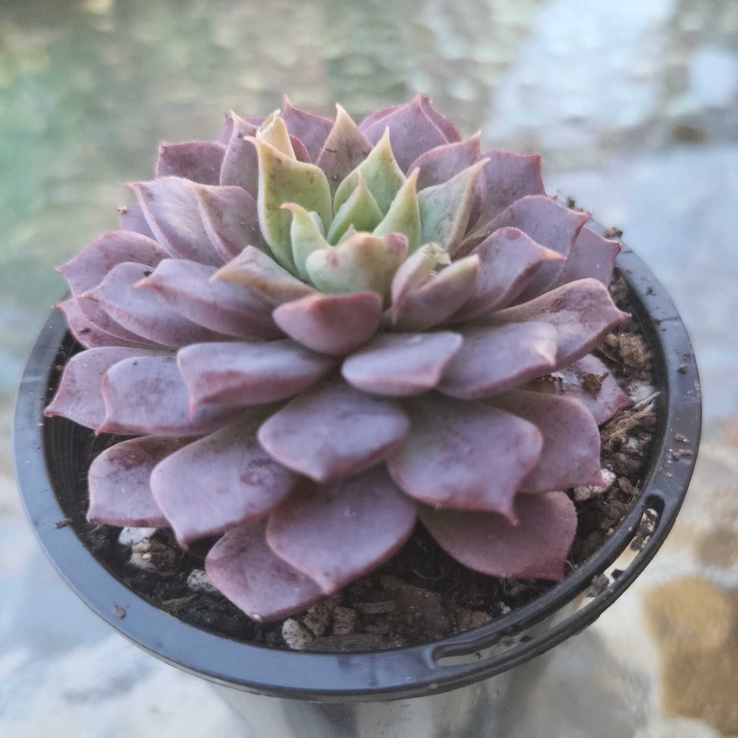 Echeveria 'Hermes'