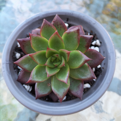 Echeveria 'Hong ye'
