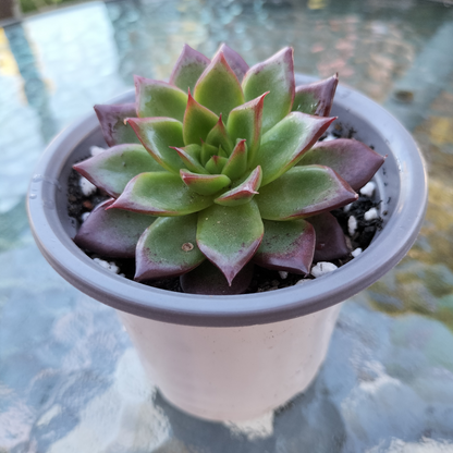 Echeveria 'Hong ye'