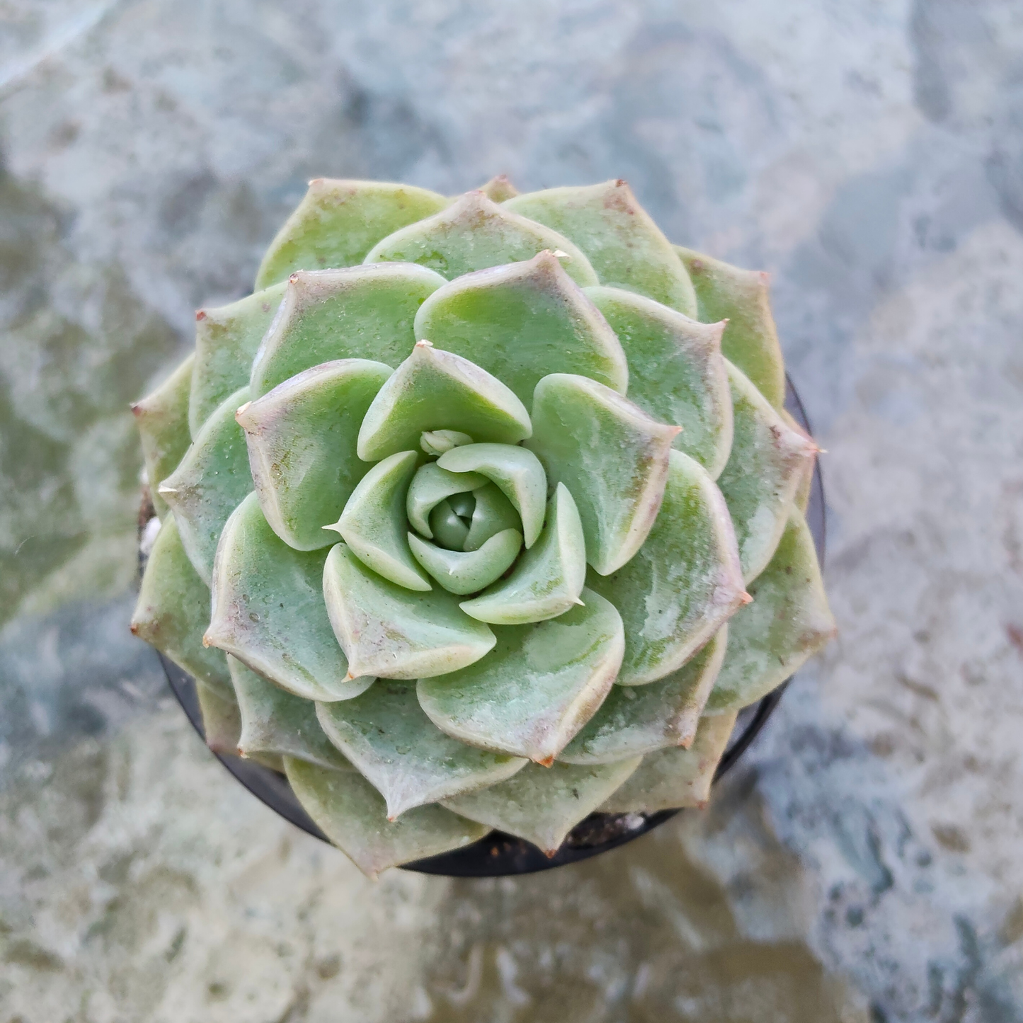 Echeveria 'Hyalina'(Japanese)