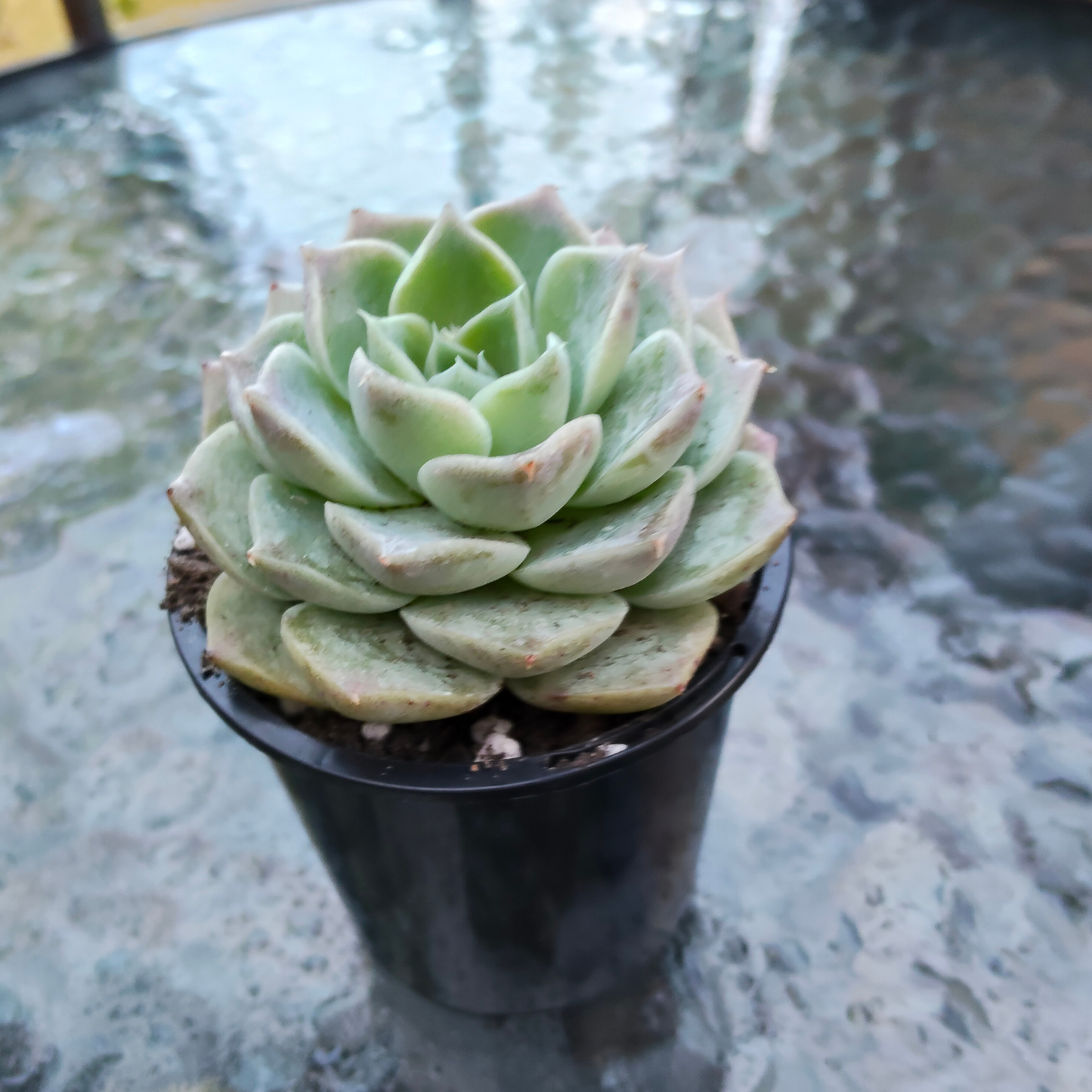 Echeveria 'Hyalina'(Japanese)