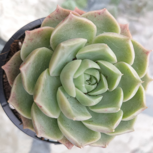 Echeveria 'Hyalina Rose'