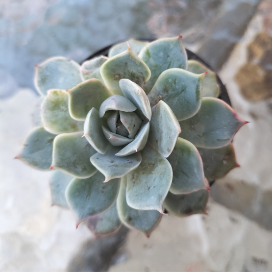 Echeveria 'Hyalina Surprise'