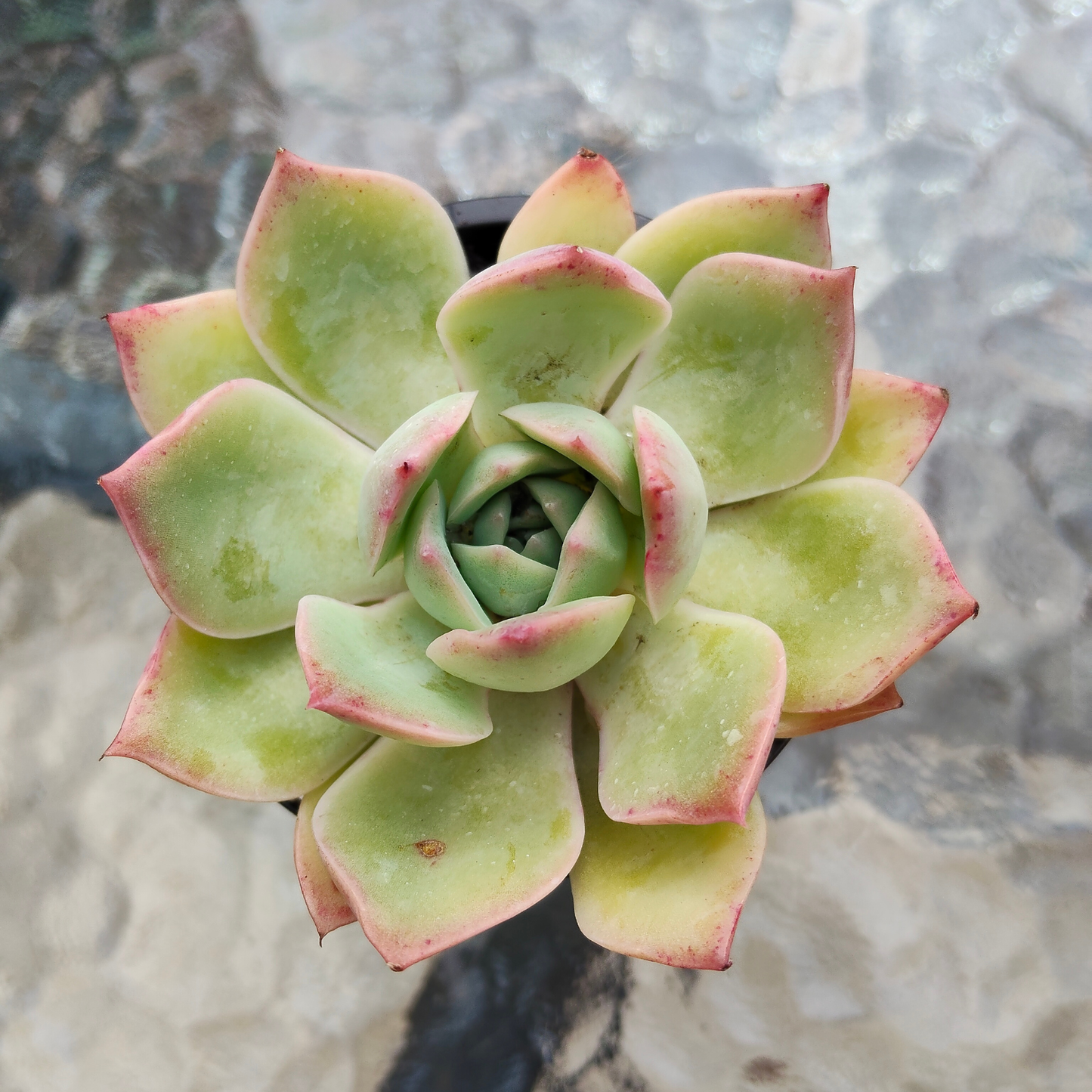 Echeveria 'Hyalina Surprise'