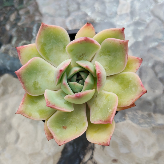 Echeveria 'Hyalina Surprise'