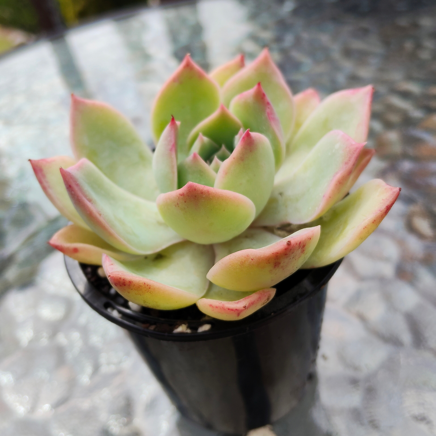 Echeveria 'Hyalina Surprise'