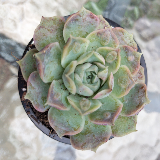 Echeveria 'Hyalina' x Echeveria 'Romeo Ebony'